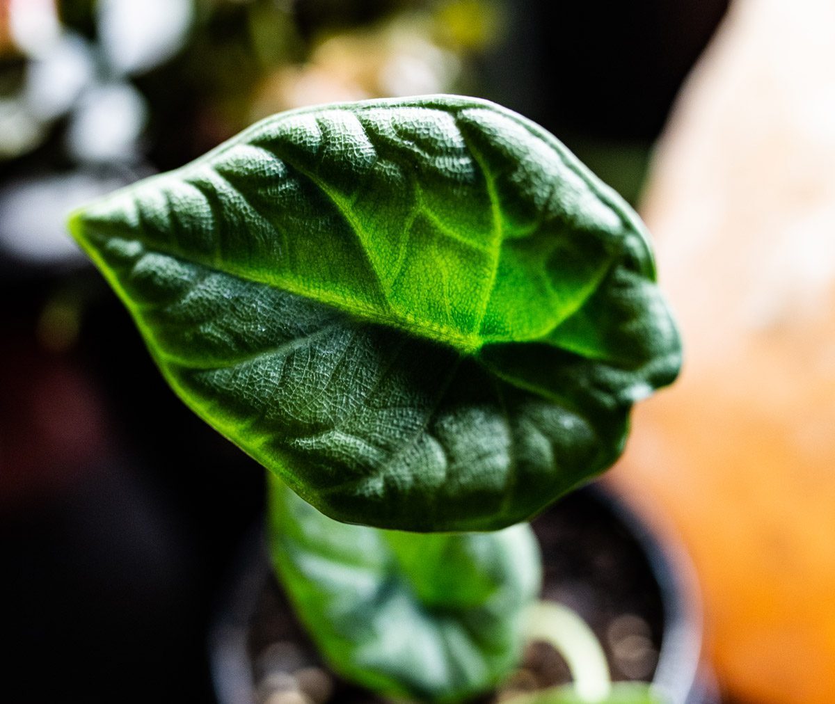 Alocasia-Maharini-7.6.20-2