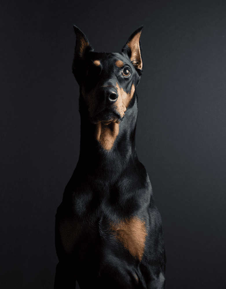 Dante-Portrait
